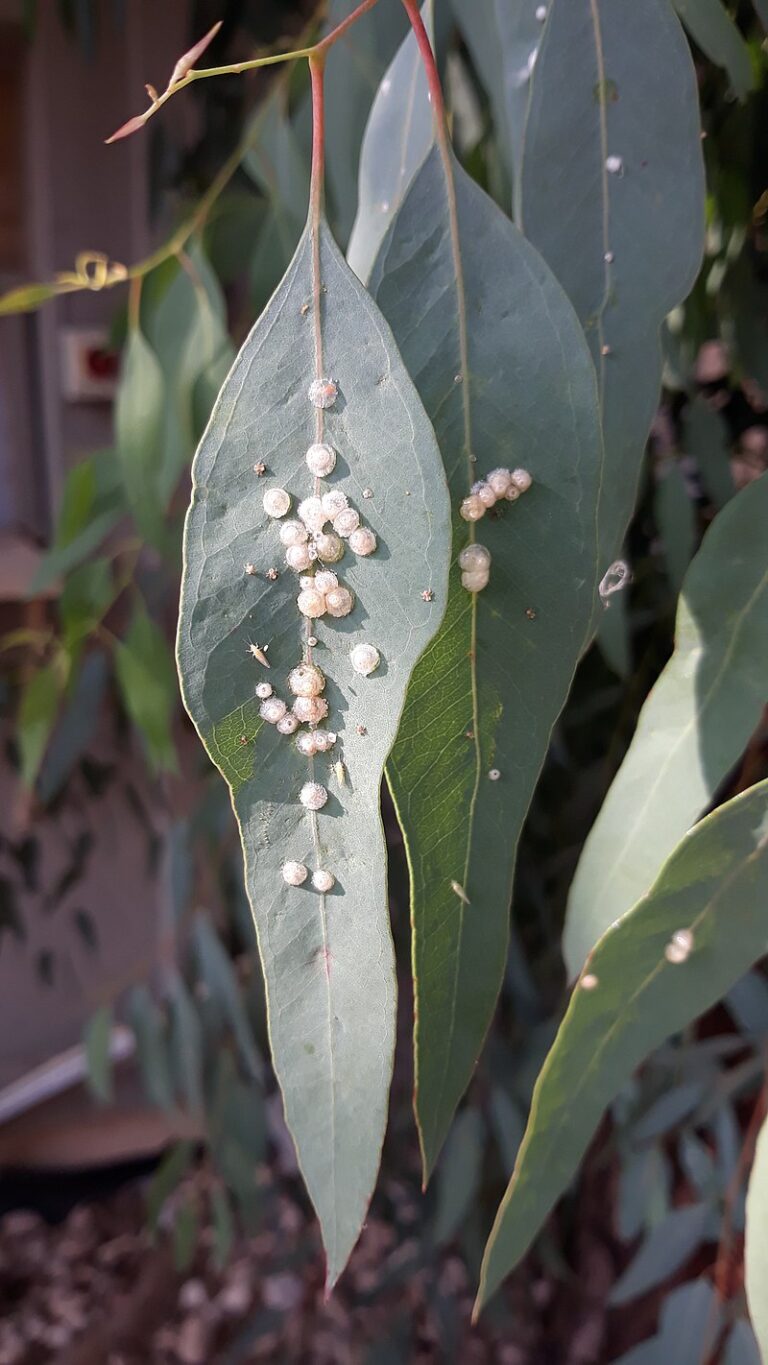 Psyllids Treatment in San Diego