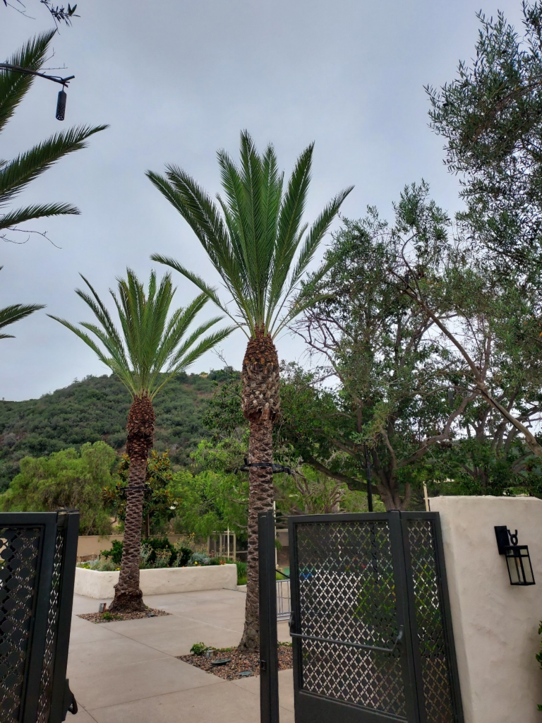 Palm Tree