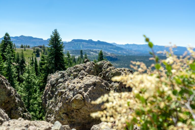 Plant & Tree Health Care in Alpine, CA